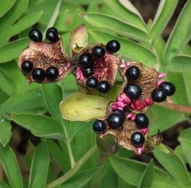   Seeds:   Paeonia officinalis ; Photo by 4028mdk09, eol.org
